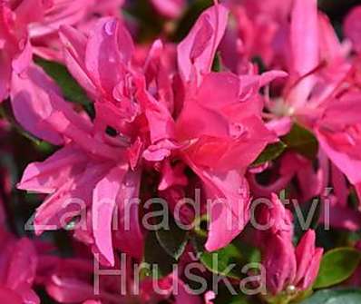 Azalea japonica 'Roza'