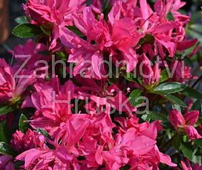 Azalea japonica 'Roza'