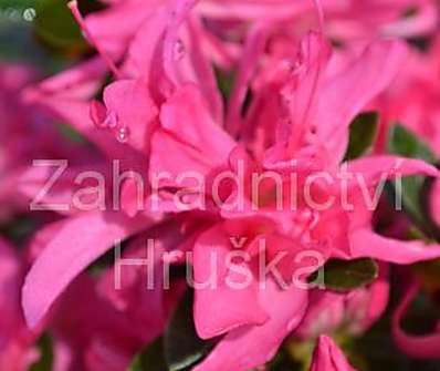 Azalea japonica 'Roza'