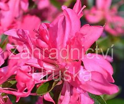 Azalea japonica 'Roza'