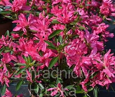 Azalea japonica 'Roza'