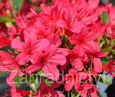 Azalea japonica 'Thierry´