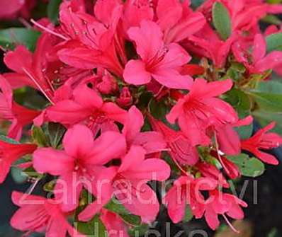 Azalea japonica 'Thierry´