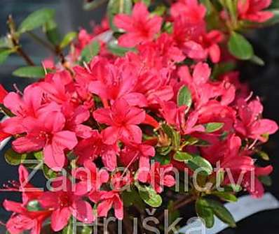 Azalea japonica 'Thierry´