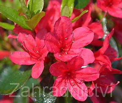 Azalea japonica 'Thierry´