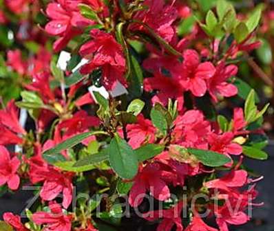 Azalea japonica 'Thierry´