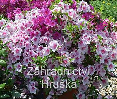 Azalea japonica 'Occchio di pernice'