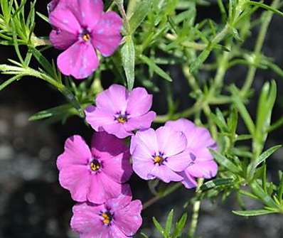 Phlox douglasii Red Admiral