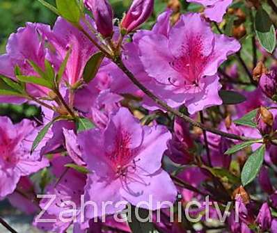 Azalea japonica 'Fenicia'