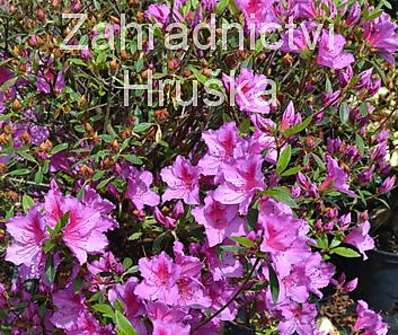 Azalea japonica 'Fenicia'