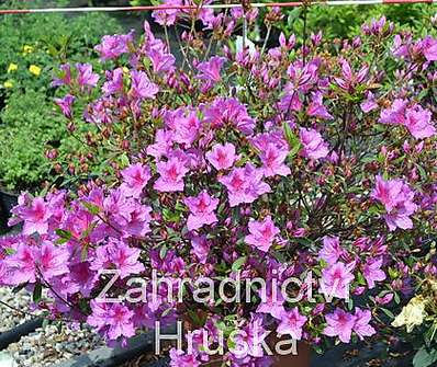 Azalea japonica 'Fenicia'