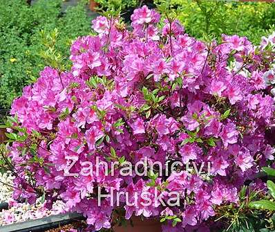 Azalea japonica 'Fenicia'