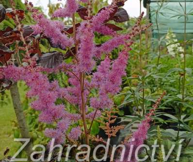 Astilbe arendsii Amethyst