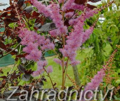 Astilbe arendsii Amethyst