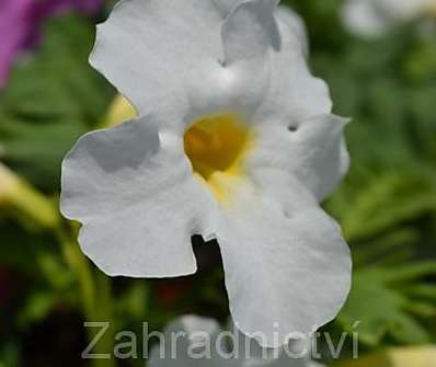 Incarvillea delavayi Snowtop