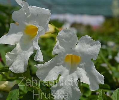 Incarvillea delavayi Snowtop