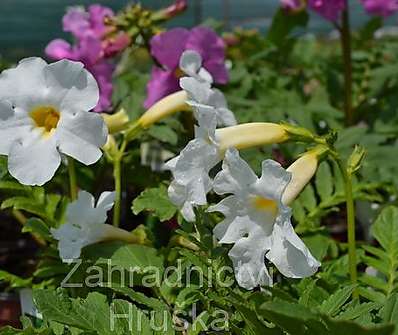 Incarvillea delavayi Snowtop