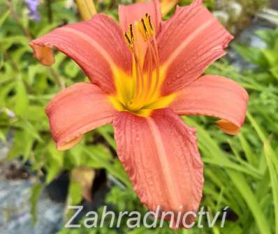 Hemerocallis Pink Damask