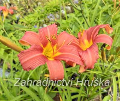 Hemerocallis Pink Damask