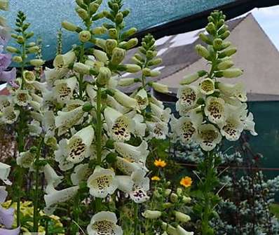 Digitalis Virtuoso Cream