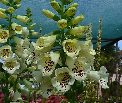 Digitalis Virtuoso Cream