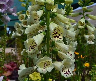 Digitalis Virtuoso Cream