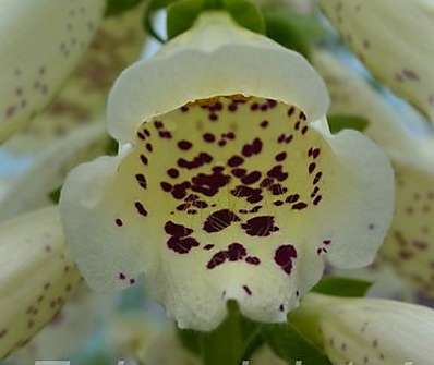 Digitalis Virtuoso Cream