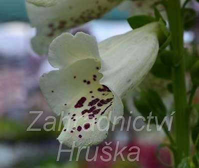 Digitalis Virtuoso Cream