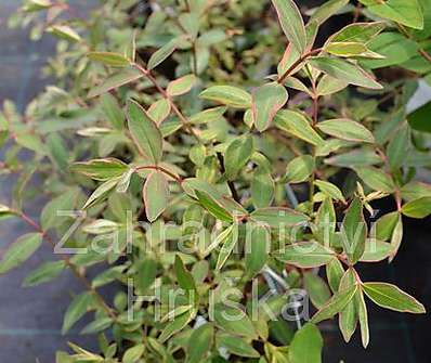 třezalka - Hypericum moserianum 'Tricolor'