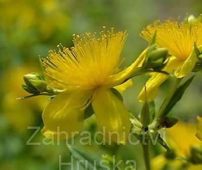 třezalka - Hypericum kalmianum 'Gemo'