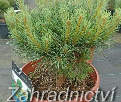 Borovice - Pinus sylvestris 'Argentea Compact'