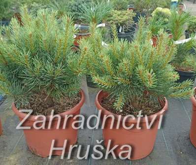 Borovice - Pinus sylvestris 'Argentea Compact'