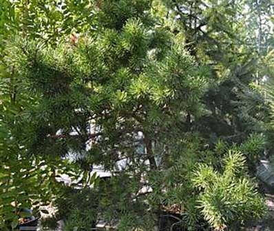 Borovice - Pinus contorta x banksiana.