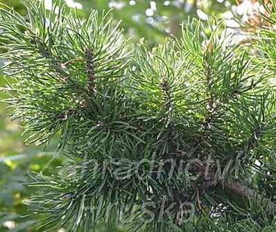 Borovice - Pinus contorta x banksiana.