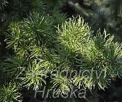 Borovice - Pinus contorta x banksiana.