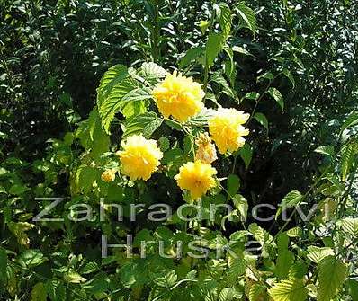 zákula - Kerria japonica 'Pleniflora'