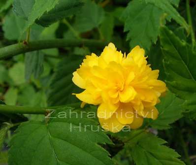 zákula - Kerria japonica 'Pleniflora'