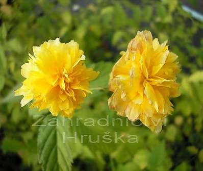 zákula - Kerria japonica 'Pleniflora'