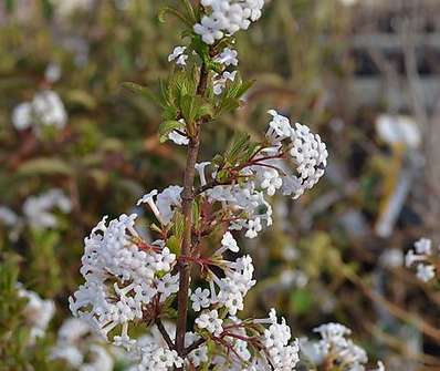 kalina - Viburnum farrerii 'December Dwarf'