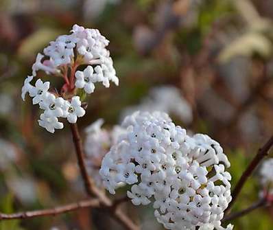 kalina - Viburnum farrerii 'December Dwarf'