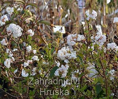 kalina - Viburnum farrerii 'December Dwarf'