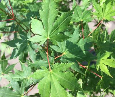 javor - Acer palmatum 'Orange Dream'