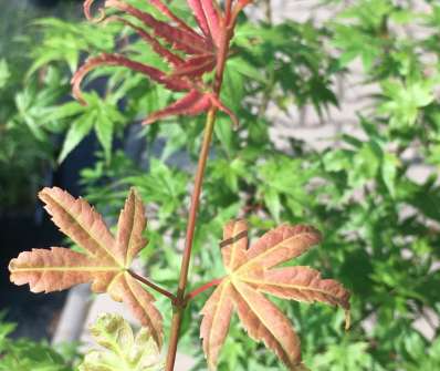 javor - Acer palmatum 'Orange Dream'