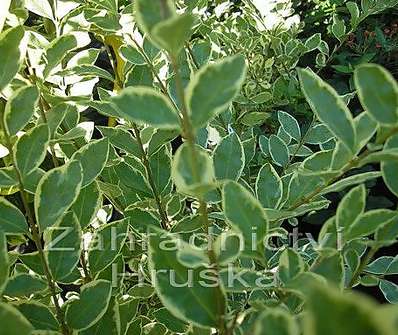 ptačí zob - Ligustrum ovalifolium 'Argenteum'