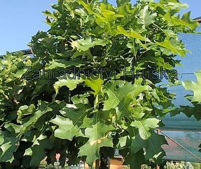 dub - Quercus palustris 'Green Dwarf'