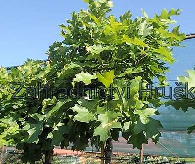 dub - Quercus palustris 'Green Dwarf'