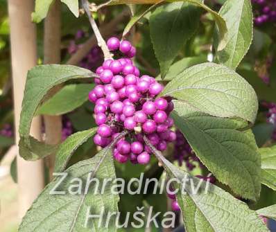 krásnoplodka - Callicarpa bodinieri 'Profusioun'