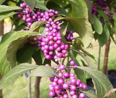 krásnoplodka - Callicarpa bodinieri 'Profusioun'