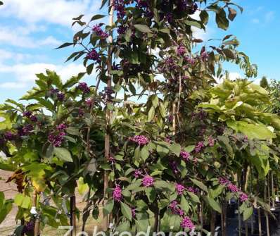 krásnoplodka - Callicarpa bodinieri 'Profusioun'