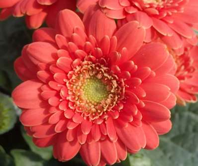 Gerbera